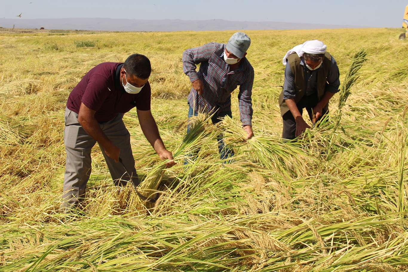 Diyarbakır'a özgü Karacadağ pirincinin hasadı başladı